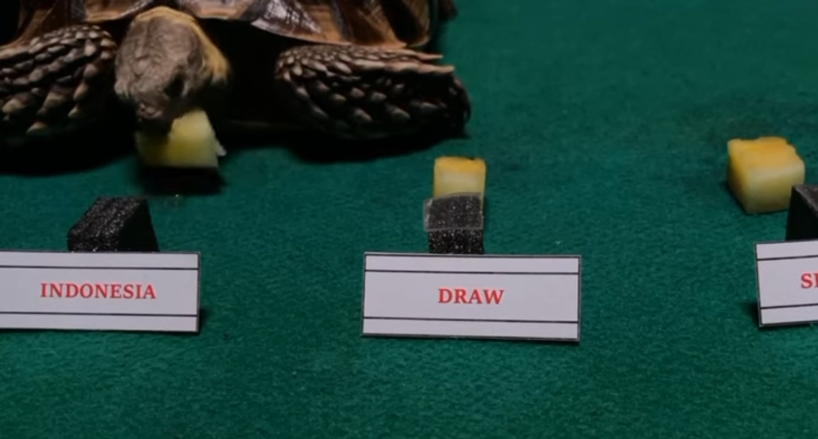 Rùa tiên tri dự đoán Indonesia vs Singapore, 19h30 ngày 25/12 - Ảnh 2