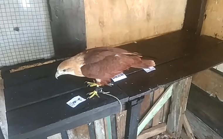 Tiên tri đại bàng dự đoán Tottenham vs Crystal Palace, 22h ngày 26/12 - Ảnh 6