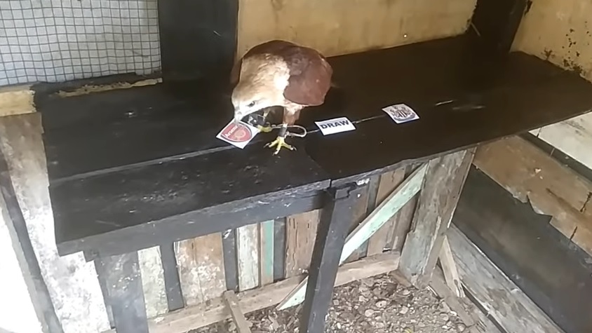 Tiên tri đại bàng dự đoán Newcastle vs Arsenal, 2h ngày 17/5 - Ảnh 1