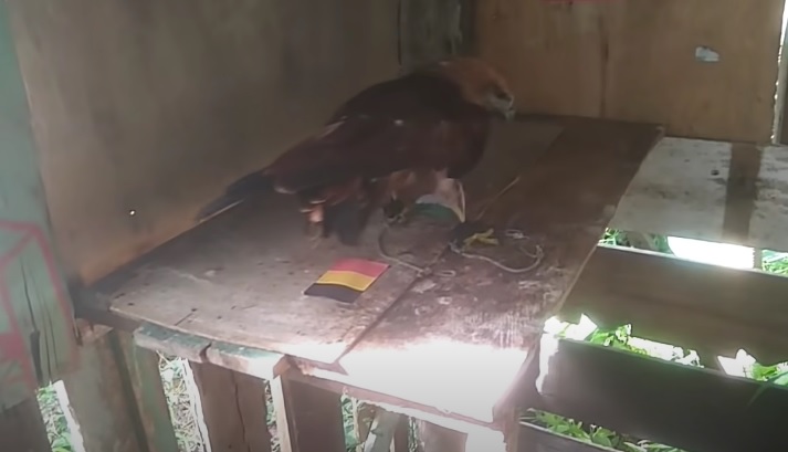 Tiên tri đại bàng dự đoán Bỉ vs Hà Lan, 1h45 ngày 4/6 - Ảnh 1