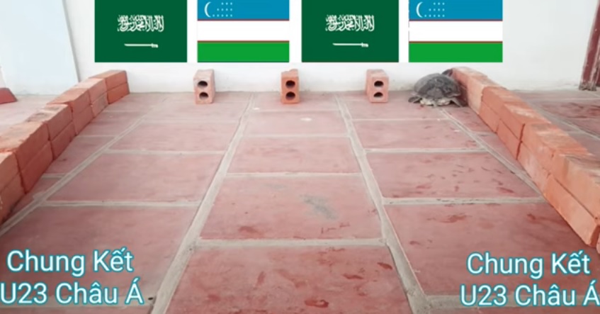 Rùa 'tiên tri' dự đoán U23 Uzbekistan vs U23 Saudi Arabia, 20h ngày 19/6 - Ảnh 5