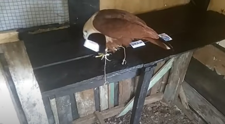 Tiên tri đại bàng dự đoán Porto vs Sporting Lisbon, 2h30 ngày 21/8 - Ảnh 1