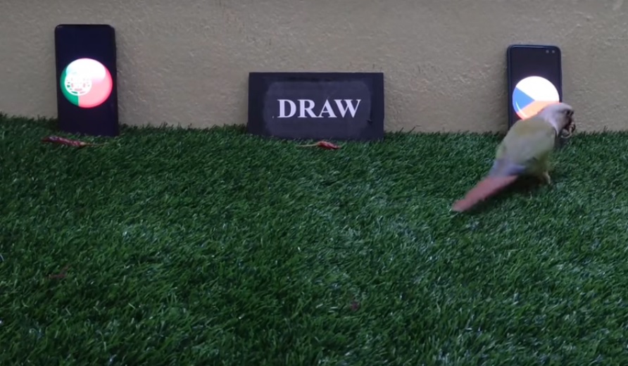 Vẹt tiên tri dự đoán Czech vs Bồ Đào Nha, 1h45 ngày 25/9 - Ảnh 1