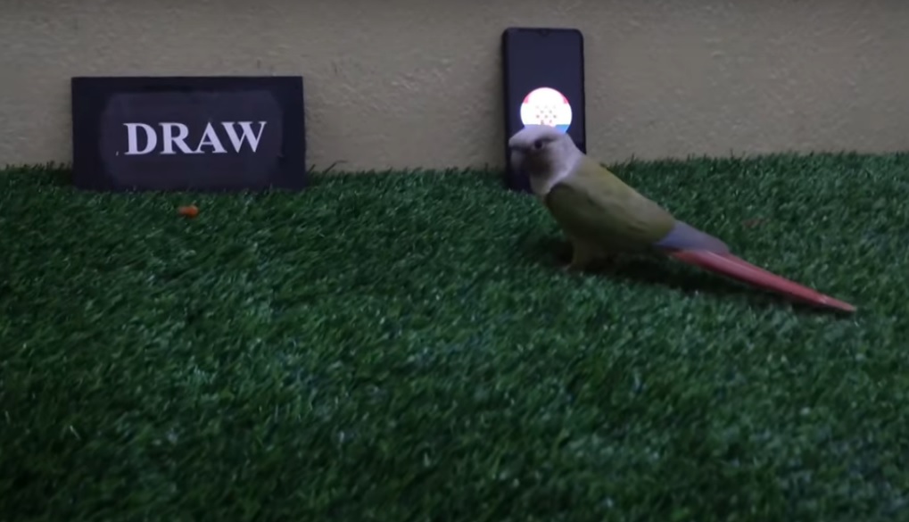 Vẹt tiên tri dự đoán Áo vs Croatia, 1h45 ngày 26/9 - Ảnh 1