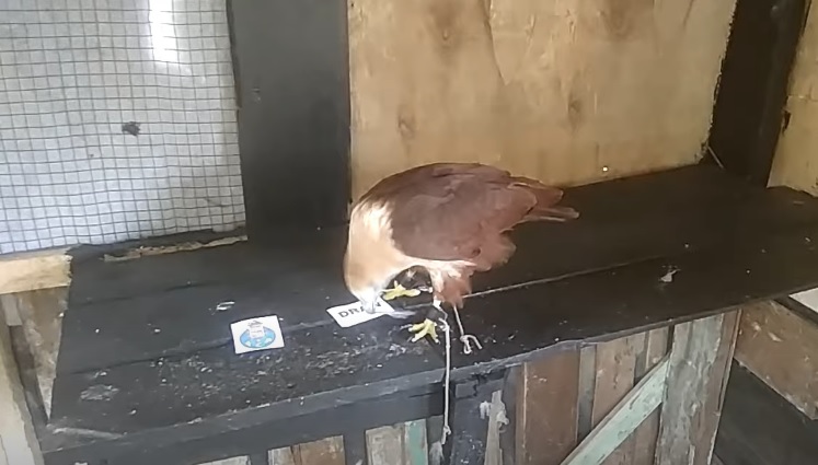 Tiên tri đại bàng dự đoán Porto vs Leverkusen, 2h ngày 5/10 - Ảnh 6