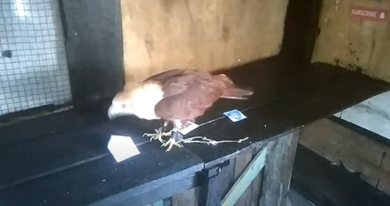 Tiên tri đại bàng dự đoán Empoli vs Cremonese, 2h45 ngày 12/11 - Ảnh 1