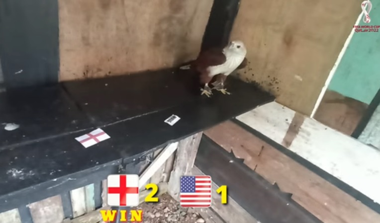 Tiên tri đại bàng dự đoán Anh vs Mỹ, 2h ngày 26/11 - Ảnh 1