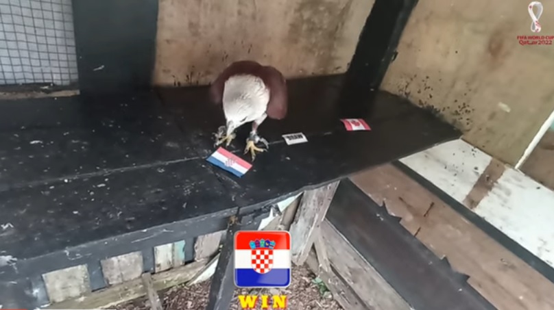 Tiên tri đại bàng dự đoán Croatia vs Canada, 23h ngày 27/11 - Ảnh 1