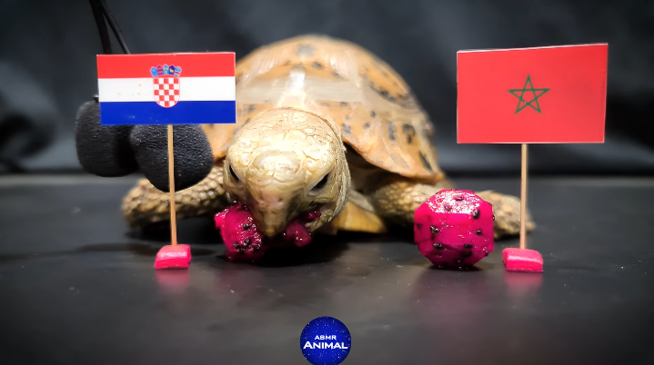 Tiên tri Rùa dự đoán Croatia vs Morocco, 22h ngày 17/12 - Ảnh 1