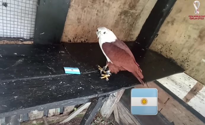 Tiên tri Rùa dự đoán Argentina vs Pháp, 22h ngày 18/12 - Ảnh 1