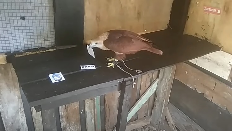 Đại bàng tiên tri dự đoán Atalanta vs Spezia, 21h ngày 19/1 - Ảnh 5