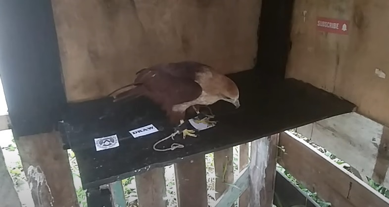 Đại bàng tiên tri dự đoán Udinese vs Sassuolo, 18h30 ngày 12/2 - Ảnh 1