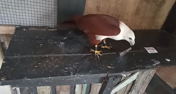 Tiên tri đại bàng dự đoán Dortmund vs Leipzig, 2h30 ngày 4/3 - Ảnh 1