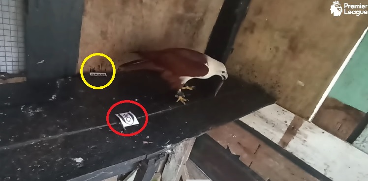 Tiên tri đại bàng dự đoán Brentford vs Fulham, 3h ngày 7/3 - Ảnh 1