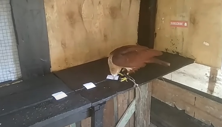 Tiên tri đại bàng dự đoán Brighton vs Crystal Palace, 2h30 ngày 16/3 - Ảnh 1