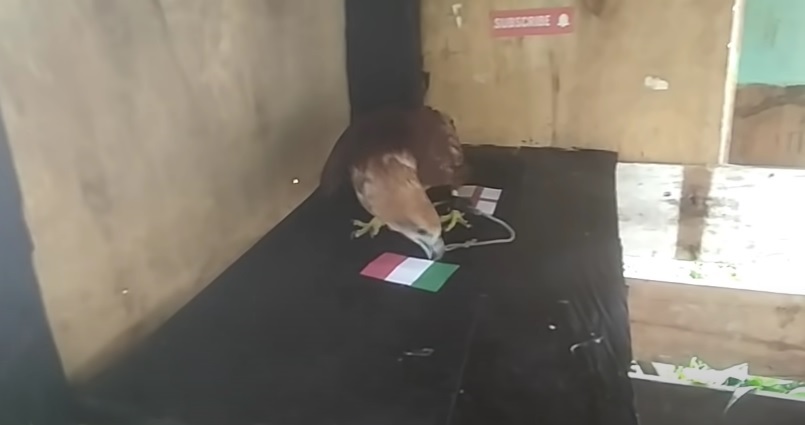 Tiên tri đại bàng dự đoán Italia vs Anh, 2h45 ngày 24/3 - Ảnh 1