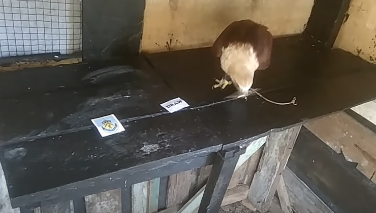 Tiên tri đại bàng dự đoán Burnley vs Sunderland, 2h ngày 1/4 - Ảnh 1