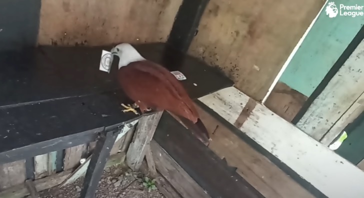 Tiên tri đại bàng dự đoán Man City vs Liverpool, 18h30 ngày 1/4 - Ảnh 1