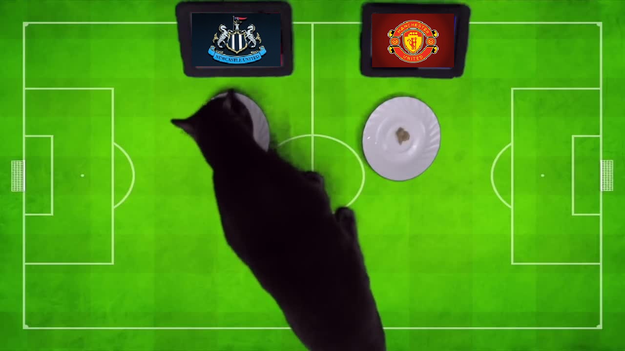 Tiên tri mèo Cass dự đoán Newcastle vs MU, 22h30 ngày 2/4 - Ảnh 1
