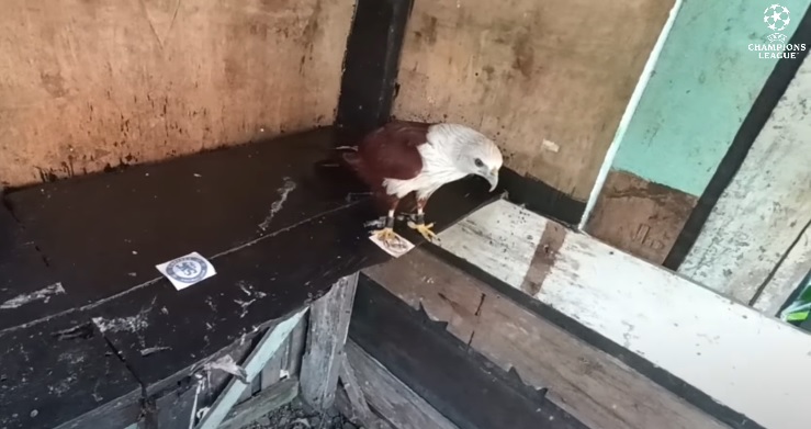 Tiên tri đại bàng dự đoán kết quả Chelsea vs Real Madrid, 02h00 ngày 19/4 - Ảnh 1