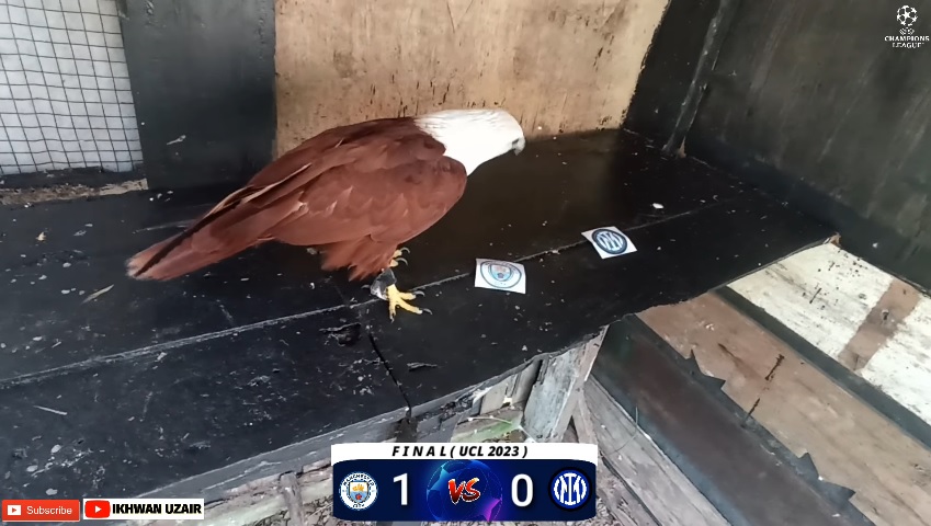 Đại bàng tiên tri dự đoán Man City vs Inter Milan, 02h00 ngày 11/6 - Ảnh 1