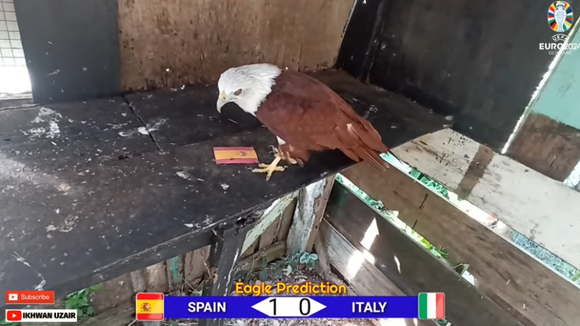 Đại bàng tiên tri dự đoán Tây Ban Nha vs Italia, 2h00 ngày 21/6 - Ảnh 1