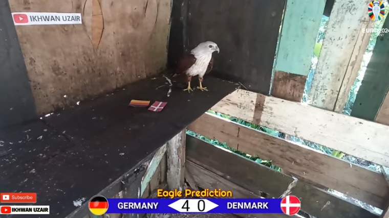 Đại bàng tiên tri dự đoán Đức vs Đan Mạch, 2h00 ngày 30/6 - Ảnh 1