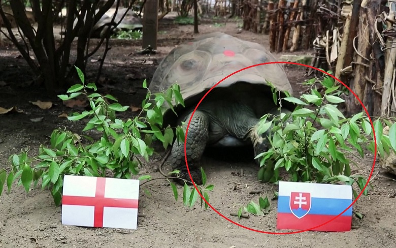 Rùa tiên tri dự đoán Anh vs Slovakia, 23h00 ngày 30/6 - Ảnh 1