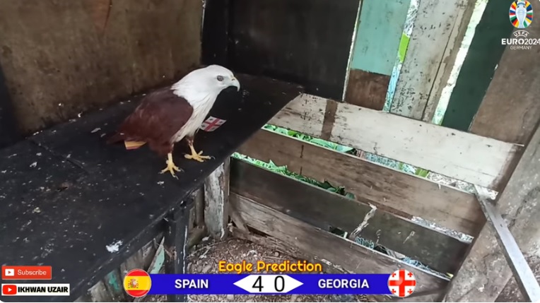 Đại bàng tiên tri dự đoán Tây Ban Nha vs Georgia, 2h00 ngày 1/7 - Ảnh 1